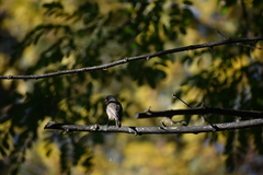 Phoenicurus ochruros