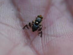 Rhagoletis cingulata