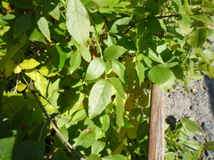 Fraxinus pennsylvanica lanceolata