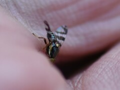 Rhagoletis cingulata