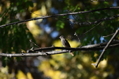 Phoenicurus ochruros