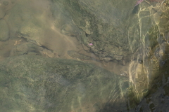 Acentrogobius viridipunctatus