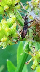 Acholla multispinosa