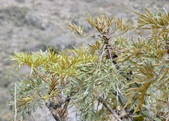 Oreopanax thaumasiophyllus