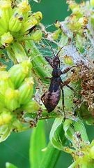 Acholla multispinosa