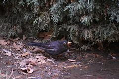 Turdus merula