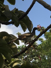 Ortalis araucuan