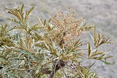 Oreopanax thaumasiophyllus