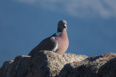 Columba palumbus