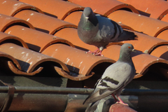Columba livia domestica