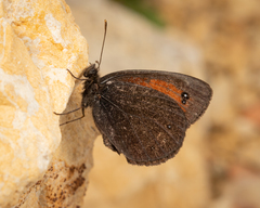 Erebia styx