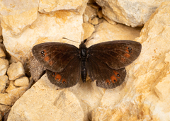 Erebia styx