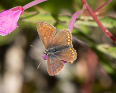 Aricia artaxerxes allous
