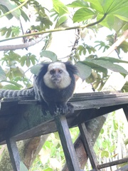 Callithrix geoffroyi