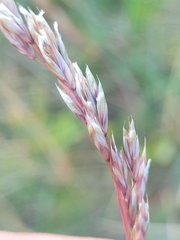 Festuca eskia