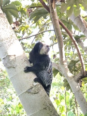 Callithrix geoffroyi