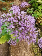 Trachelium caeruleum