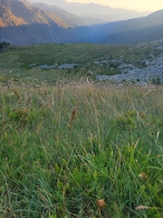 Festuca eskia