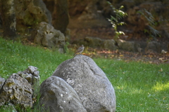 Phoenicurus ochruros