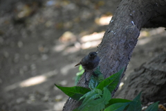 Phoenicurus ochruros