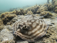 Reef Stingray photo 4