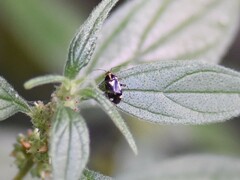 Liocoris tripustulatus