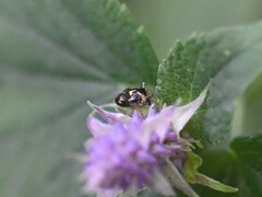 Liocoris tripustulatus