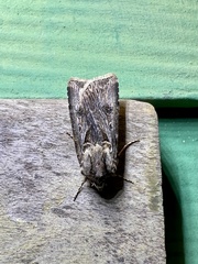 Agrotis munda