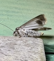 Agrotis munda