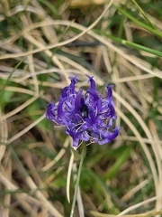 Phyteuma hemisphaericum