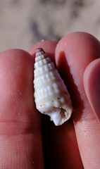 Rhinoclavis bituberculata