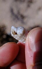 Rhinoclavis bituberculata