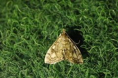 Anania stachydalis