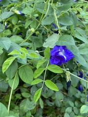 Clitoria ternatea