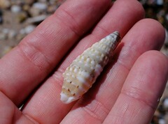 Rhinoclavis bituberculata