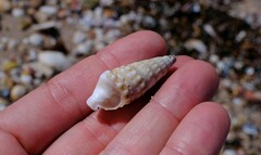 Rhinoclavis bituberculata