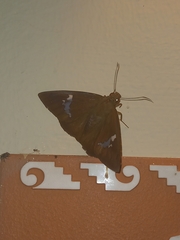 Bungalotis midas