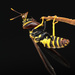Mantis Avispa Falsa Caribeña - Photo (c) Franklin Howley-Dumit Serulle, algunos derechos reservados (CC BY-NC), subido por Franklin Howley-Dumit Serulle