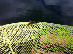 Etorofus obliteratus