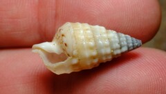 Rhinoclavis bituberculata