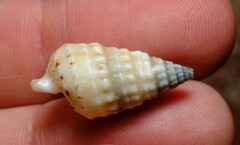 Rhinoclavis bituberculata