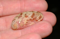 Haliotis elegans