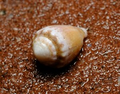 Conus dorreensis