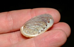 Haliotis elegans