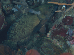Epinephelus ongus