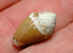 Conus dorreensis