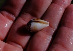 Conus dorreensis