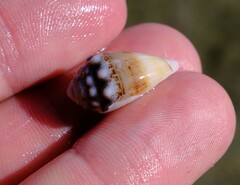 Conus dorreensis