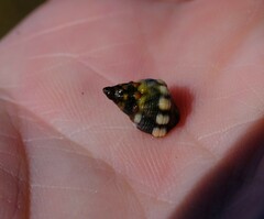 Echinolittorina australis