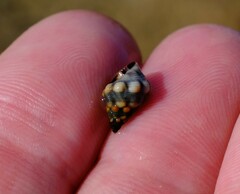 Echinolittorina australis